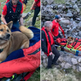 Injured dog lifted down mountain on stretcher by rescue team