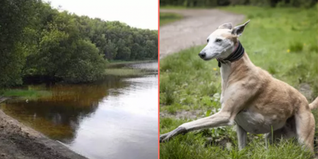 Deadly toxins discovered at Irish lake as six dogs die after walking in the area