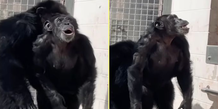 Heartwarming footage shows moment chimp gazes in awe at open sky