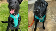 Owner wanted dog putting down ‘because he barks’