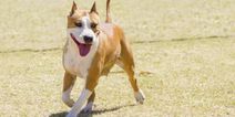 Owners of dogs with cropped ears to face fines or prison with new legislation