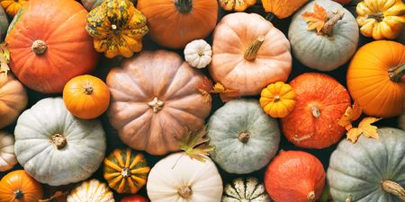 Six pumpkin patches near Dublin to check out over autumn
