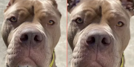 Animal shelter uses AI to highlight the cruel practice of ear cropping on dogs