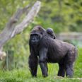 Dublin Zoo is offering all September visitors a chance to win a lifetime pass