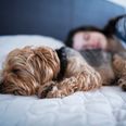 Science says people who let their dogs sleep in their bed are happier