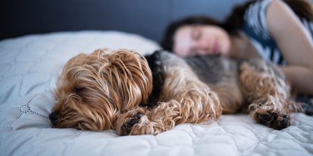 Science says people who let their dogs sleep in their bed are happier