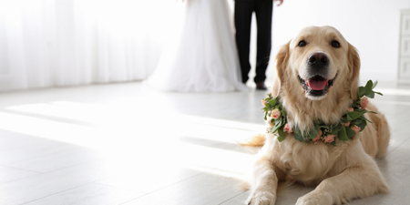 Bride left shocked when friend demands wedding invite for her dog