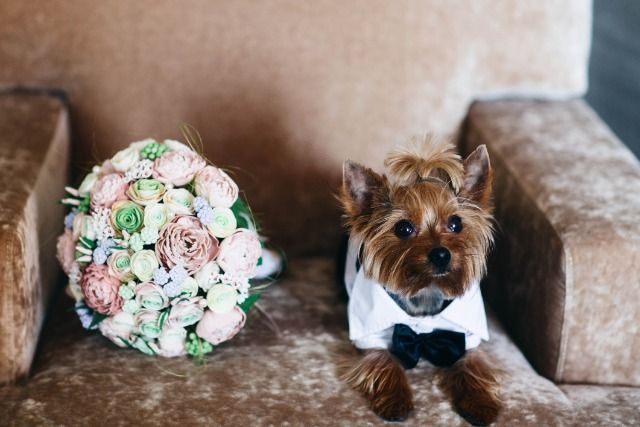 dog wedding