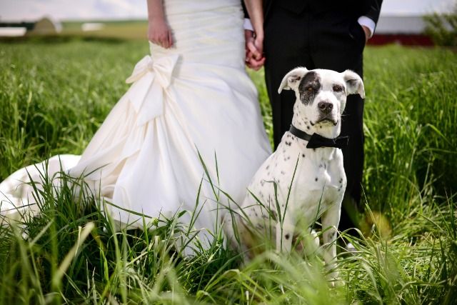 dog wedding