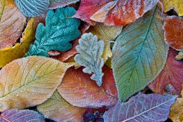 Jack Frost is on his way as Met Éireann forecast a drop in temperature this week