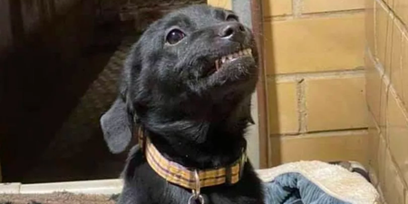 Adorable puppy smiles at everyone who visits his shelter