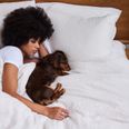 Should we be letting dogs sleep in bed with us? Experts explain