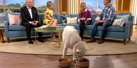 Woman who insisted her dog is vegan proved wrong on live TV