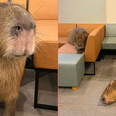 Japan’s capybara cafe puts cat cafes to shame