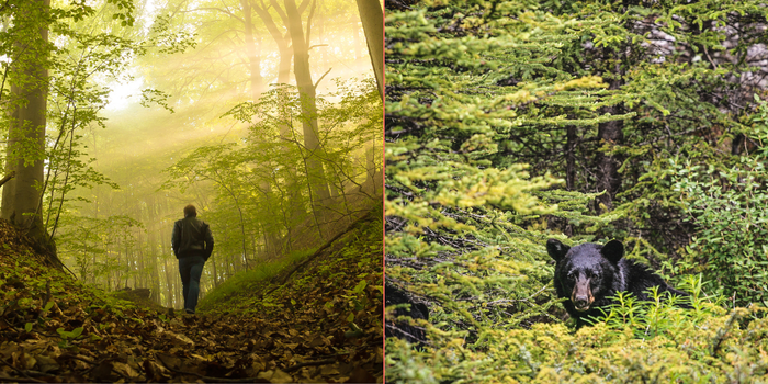 man or bear