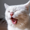 Why do we yawn even when we’re not tired?