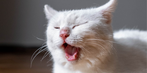 Why do we yawn even when we’re not tired?