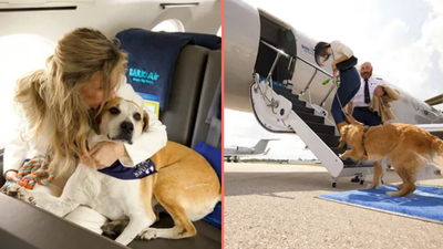 Airline dedicated to dogs is launching next month