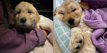 Vet praised for response after 7-week-old puppy is brought in to be euthanised