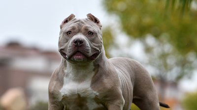 New measures on XL bully dogs will roll out next week