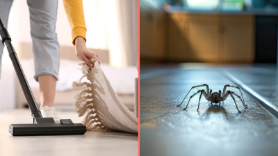 Irish households urged not to vacuum spiders as warning issued about spider season