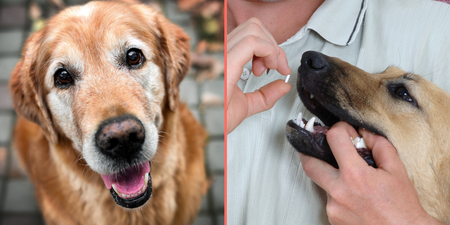 Anti-aging drug for dogs set to be available by 2026