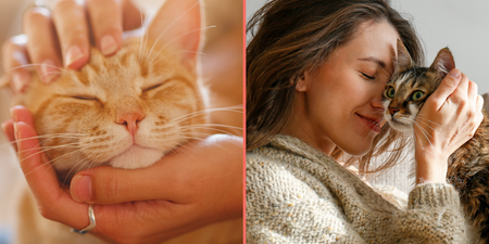 Having a cat in the house is emotional equivalent of having a partner around, study claims