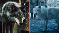 Scientists announce the dire wolf has been brought back from extinction