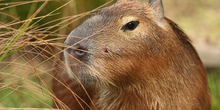 Animal lovers ecstatic over capybara cafe due to open this year