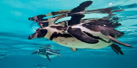 Gay penguin couple raise chick after it gets rejected by its parents