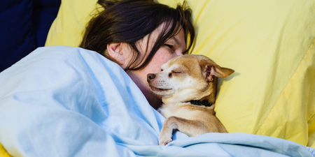 Women sleep better next to a dog than with a man, study claims