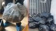 Monster 22-inch rat ‘bigger than a cat’ discovered in UK home