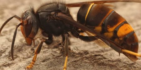 Biosecurity alert issued for Ireland after Asian hornets found