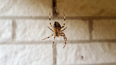 This easy hack will keep spiders OUT of your house