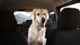 'Incredible' spot cleaner that's 'life saver' for people with pets gets huge discount