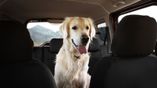 ‘Incredible’ spot cleaner that’s ‘life saver’ for people with pets gets huge discount