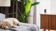 Ring Video camera branded 'game changer' by pet owners has priced slashed by 50%