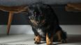 Dog owners praise 'amazing' device that keeps pets calm during fireworks